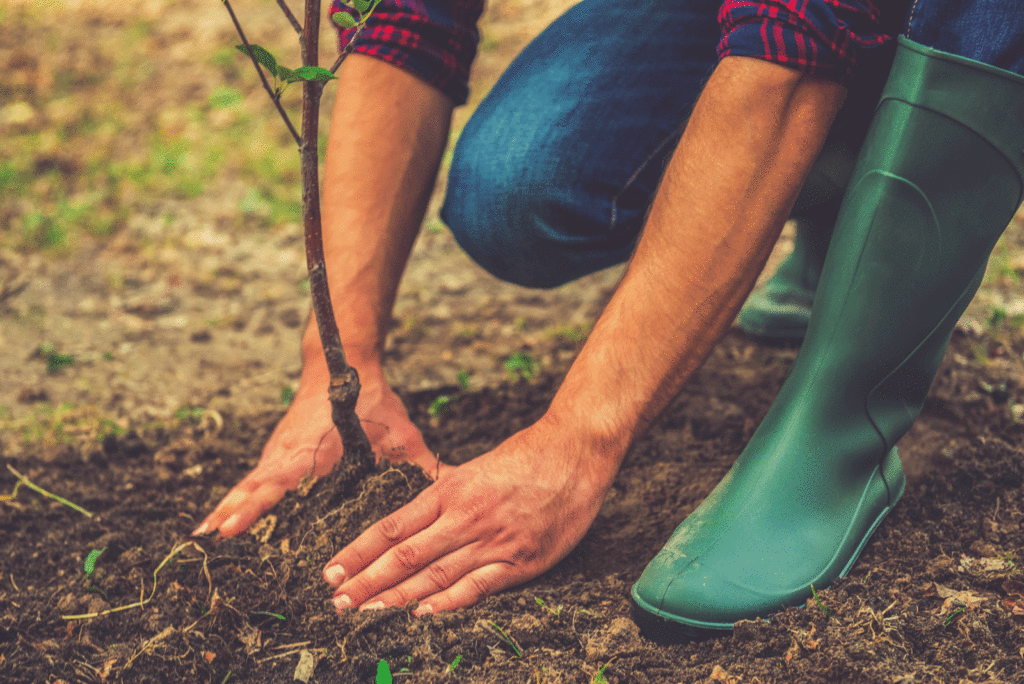 Man planting a tree.